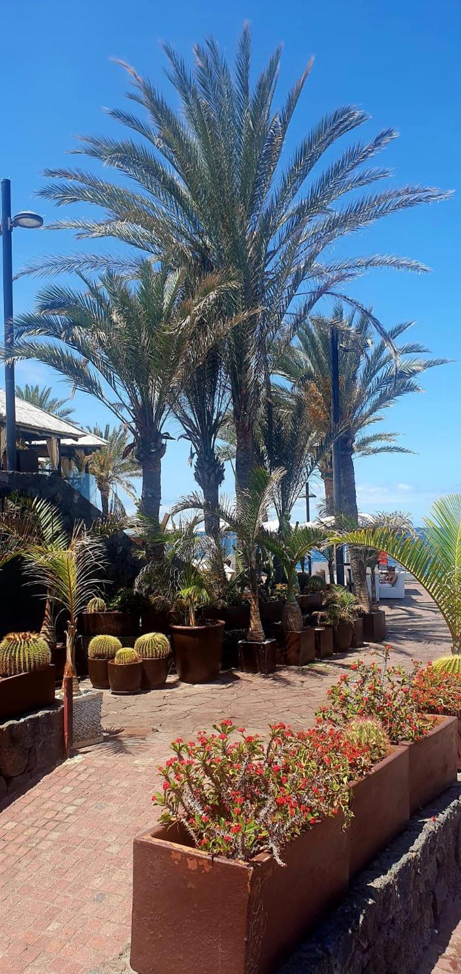 Wonderful White Appartament In Las Tortugas Playa de las Americas  Bagian luar foto